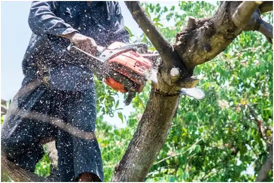 tree services Hobart